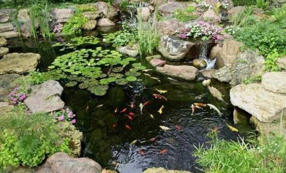 水池旁适合种什么植物 水池边种什么植物
