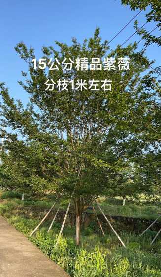 目前紫薇苗哪个品种好 红叶紫薇和速生玫红紫薇,哪个更有优势湖南种哪种好
