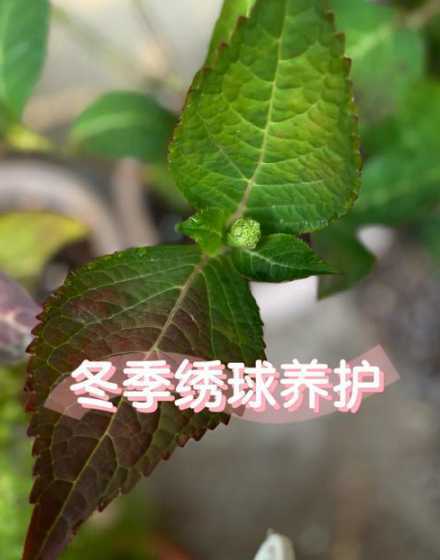 绣球冬季怎么防护过冬 绣球花冬天能在外面过冬吗,在室外能越冬吗