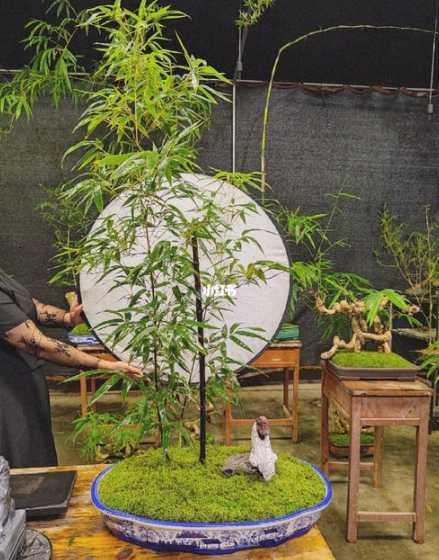 紫竹用什么形状花盆种 什么花盆适合养紫竹梅