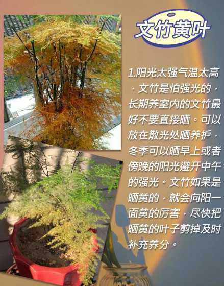 文竹和文竹有什么不同 乌竹和文竹的区别