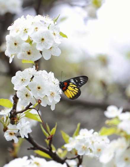 梨子花身上有什么特点 梨子树开的花是什么颜色的