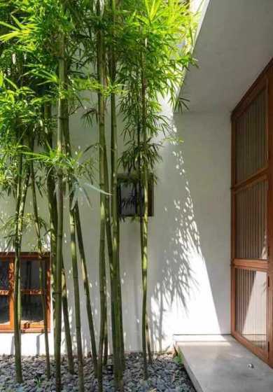 哪些竹子适合庭院种植 庭院种什么竹子好