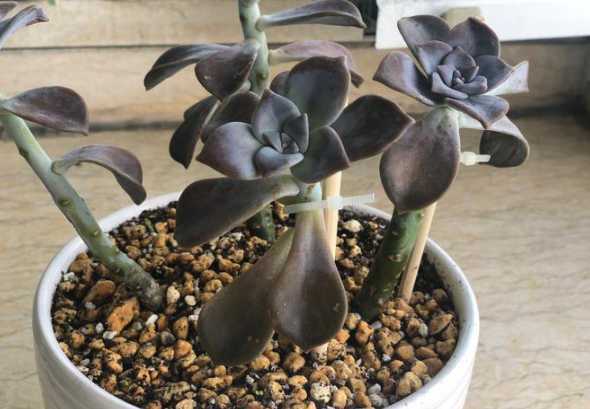 多肉植物烂根了怎么办 多肉植物烂根怎么办