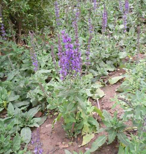 北方常见草品种有哪些 找三种以上适合北方生长的草坪种类