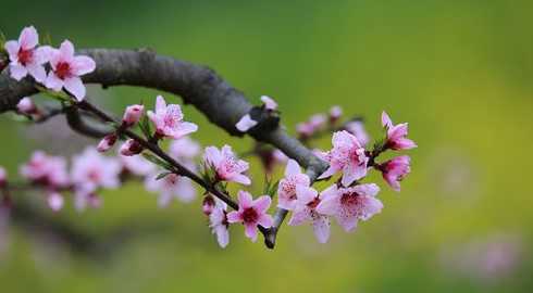 桃花是什么季节的春天 桃花是什么季节开的,春季时节3~4月开