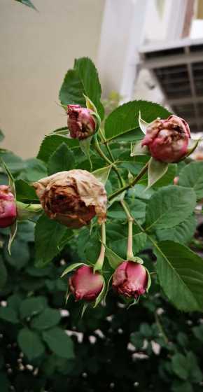 花苞为什么不开就掉了 蟹爪兰为什么花苞没开就掉了