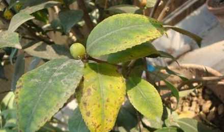 茶花树为什么叶子发黄 茶花叶子发黄干枯,是什么原因