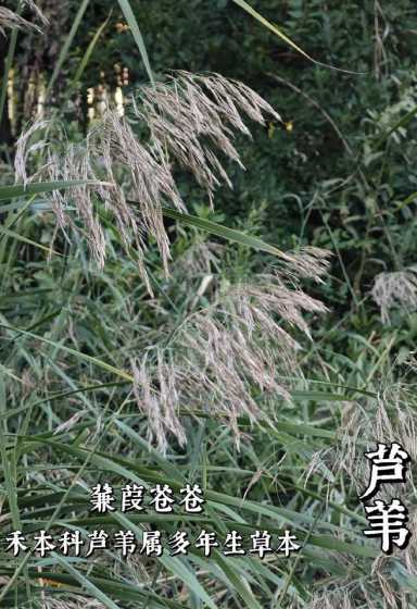 芦苇属于什么类的植物 芦苇是什么植物