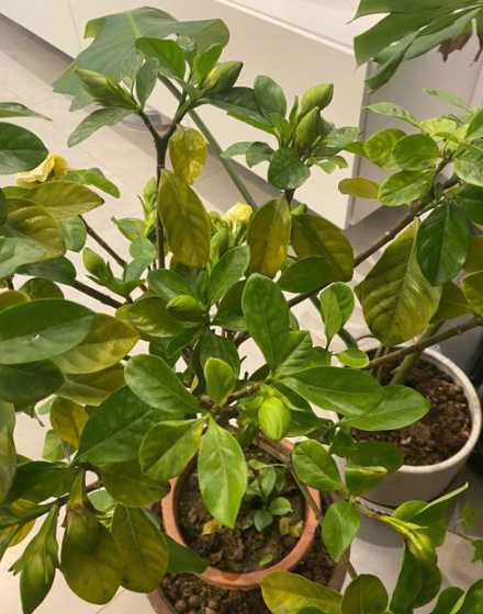 栀子花掉花苞怎么解决 栀子花苞脱落后怎样才能让它再次生长