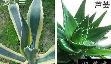 芦荟与龙舌兰怎么区别 龙舌兰与芦荟的区别