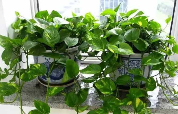 什么气候适合种植绿萝 种植绿萝什么季节最合适 种植绿萝适合的季节