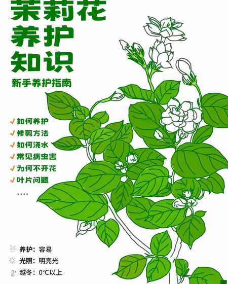 北方茉莉怎么养殖方法 如何栽养茉莉花