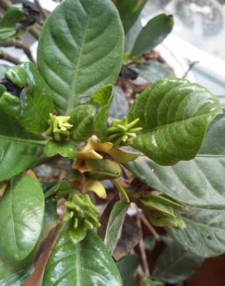 栀子花的花苞长怎么样 栀子花开过已经还能长花苞么