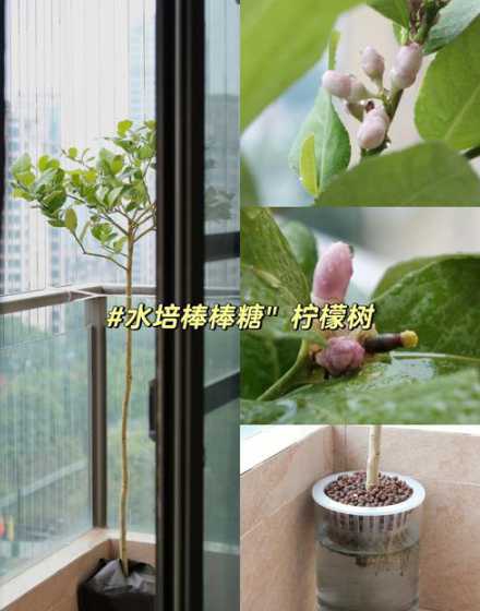 柠檬开花以后怎么浇水 柠檬树开花时能不能浇水 应该如何浇水