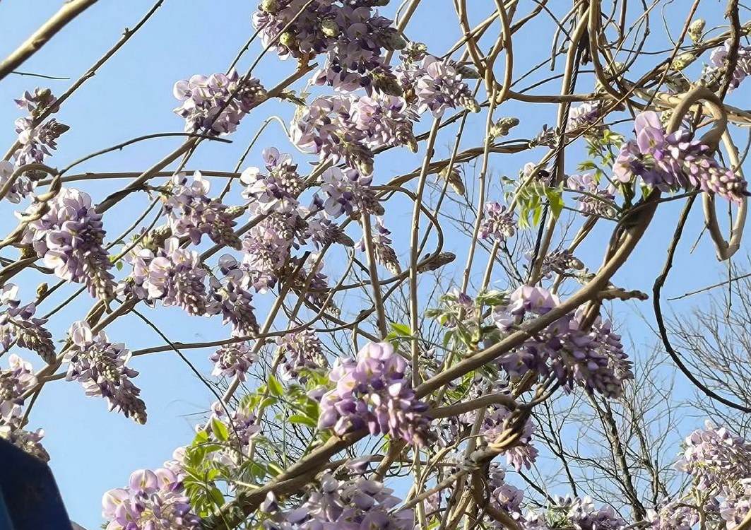 龙华花卉一条街在哪里 龙华最大的花卉市场在哪里