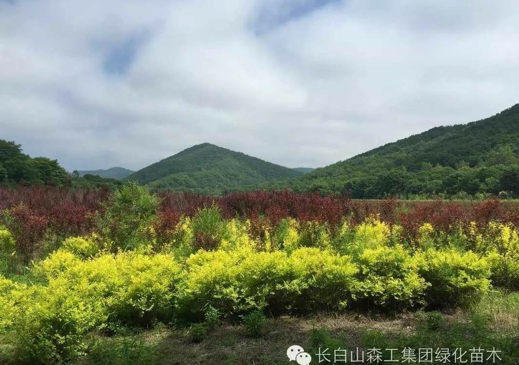 七彩玫瑰花种子怎么种 红玫瑰种子怎么种