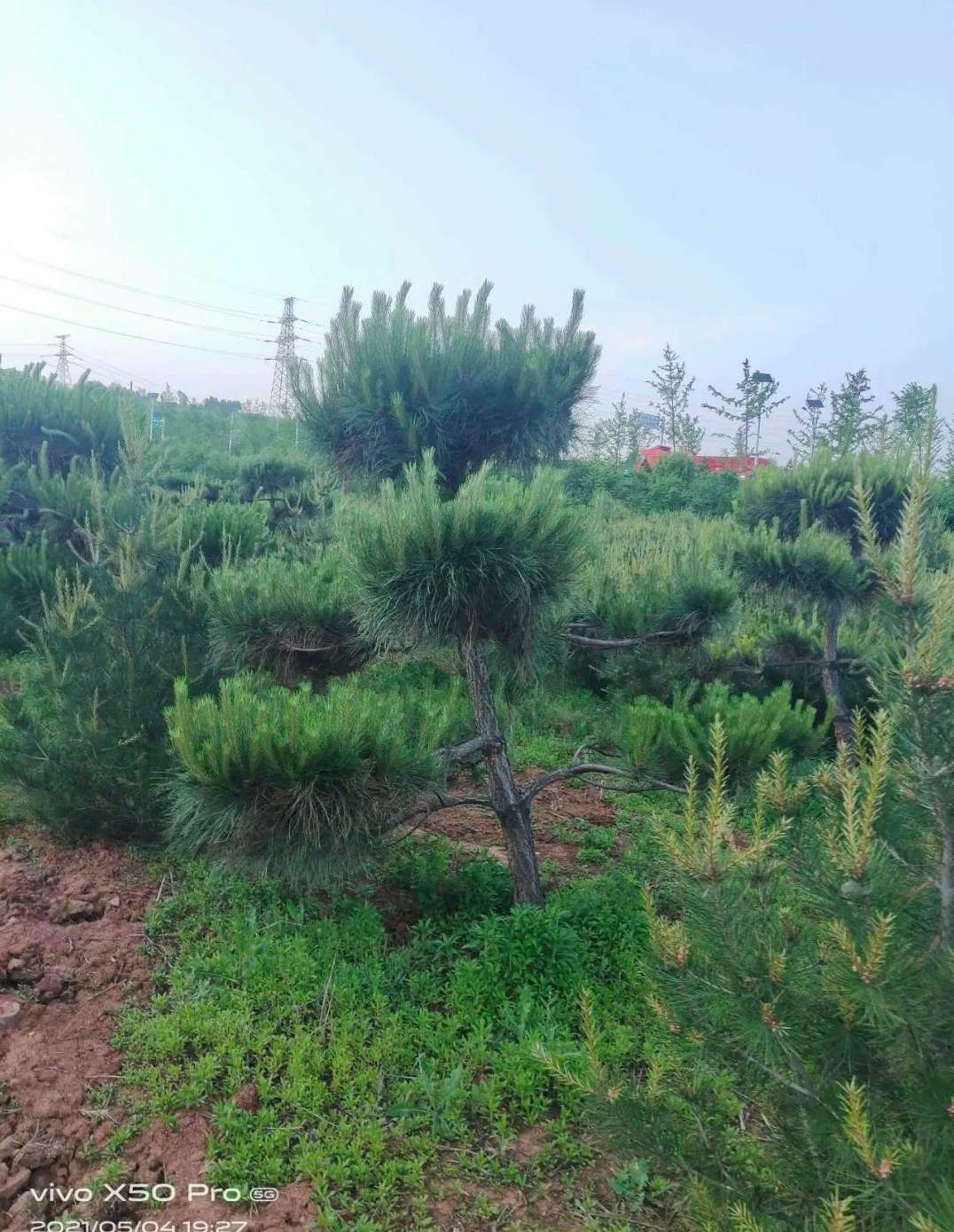 附近收绿化树的电话号码 砍树工人电话