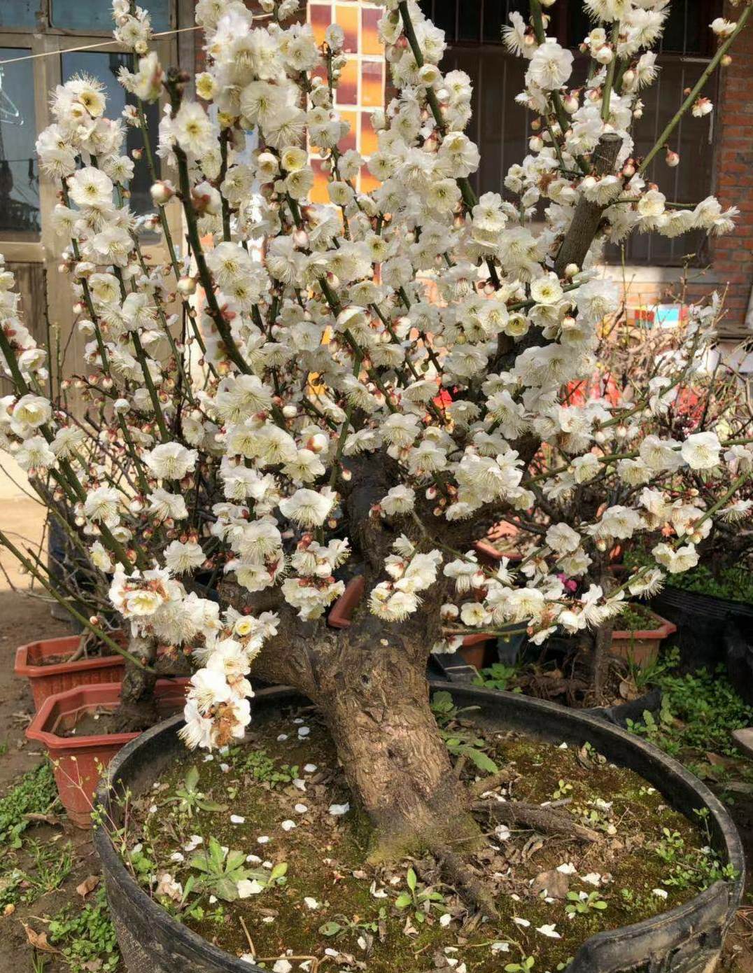 佛手瓜怎样种植发芽视频 如何在花盆里栽佛手瓜