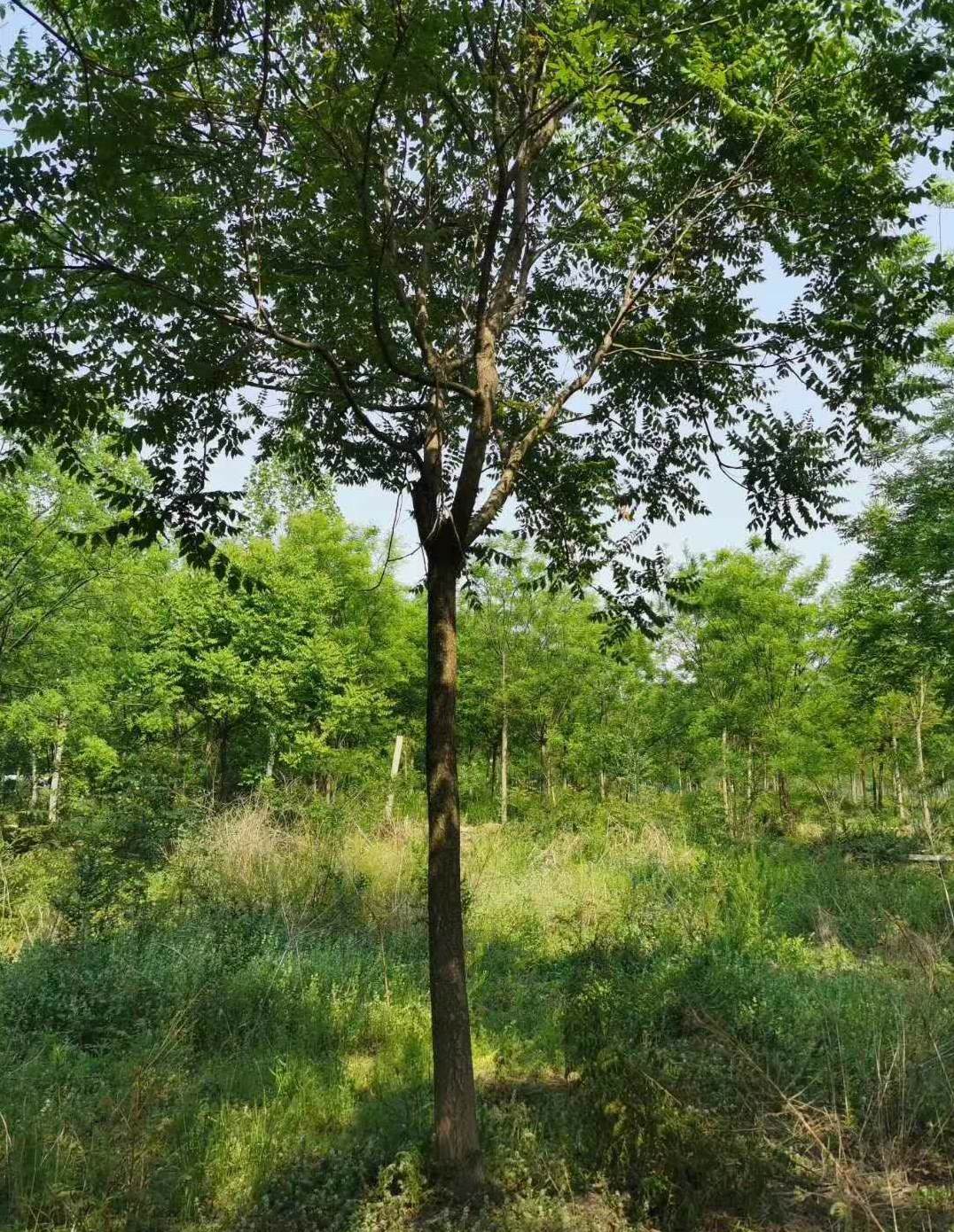 形容花草搞笑段子 花卉生意怎么入行?