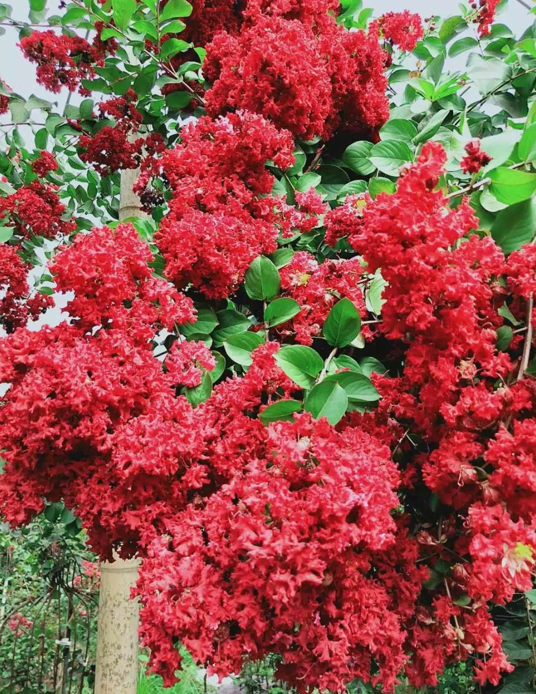 芦荟越长越高,怎么修剪 成年大芦荟怎样换盆换土