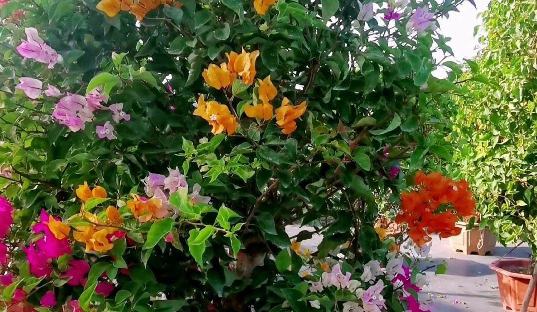 用来形容花草树木的句子 花树用什么肥料比较好