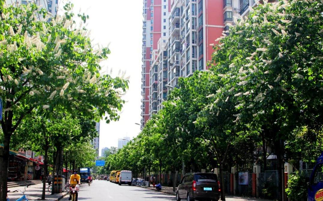大叶植物都有什么品种 正宗的发财树是哪一种