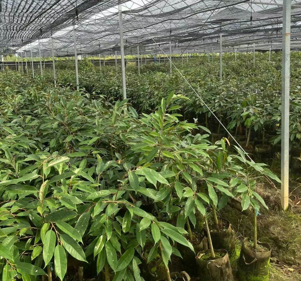 园林绿化施工验收规范 更新造林的检查验收质量标准中