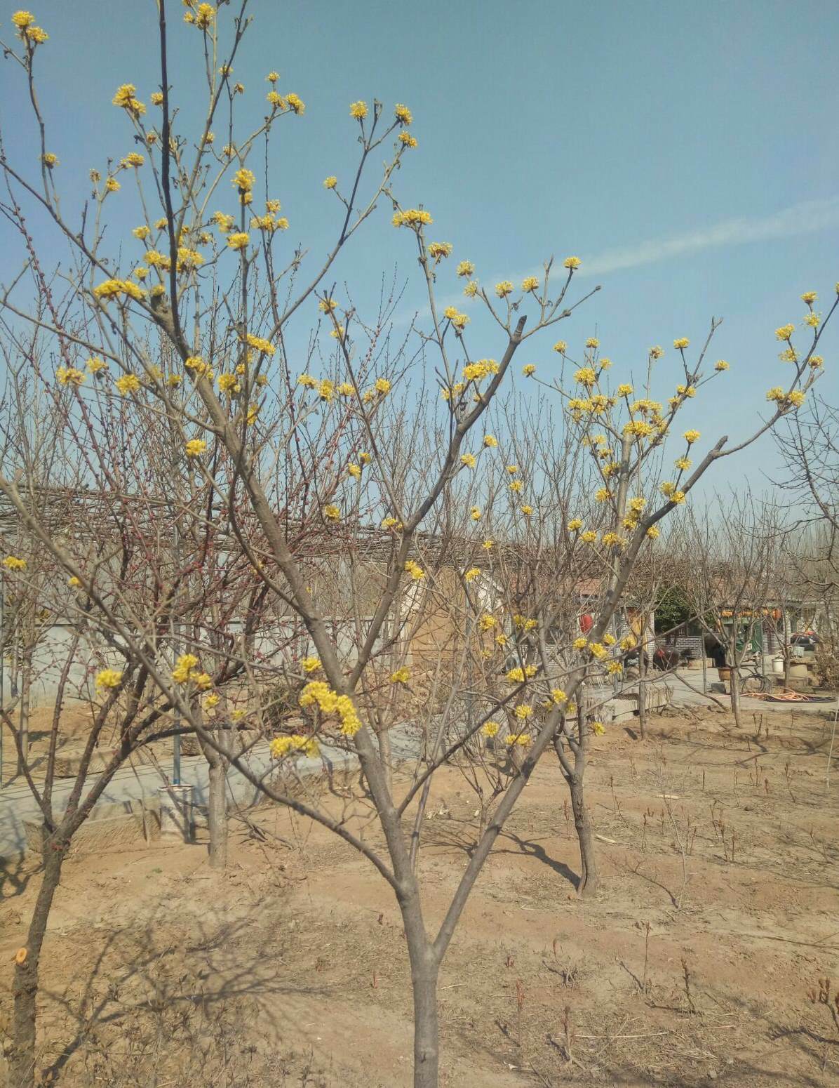 冬天怎么给植物保温 家庭花棚冬天如何加温