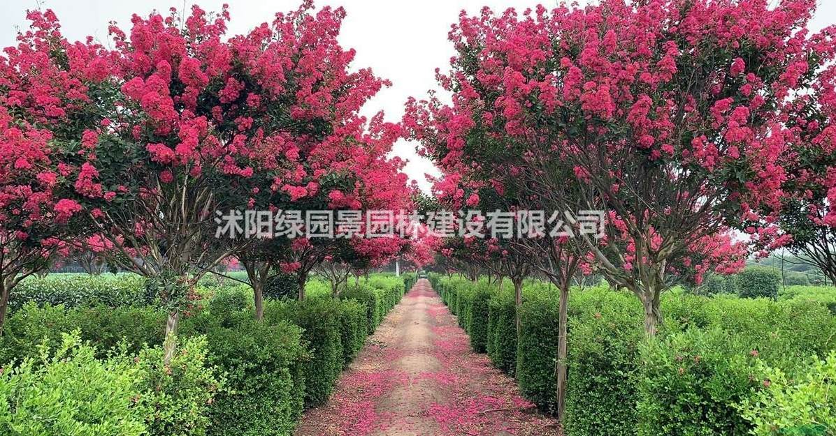花境设计及植物配置表 植物配置效果图