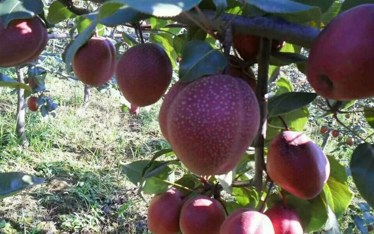景观石假山价格 南京药石