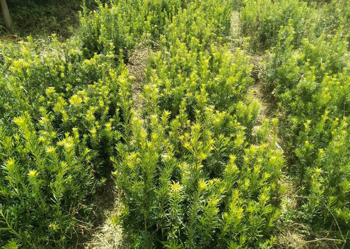 最好养的花是什么花 养什么好养简单又挣钱