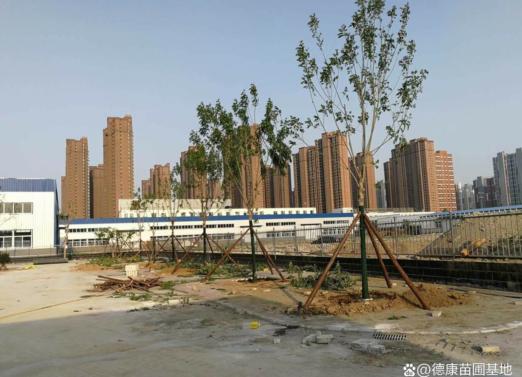 蓝花亚麻花期 蓝花亚麻种子种植方法和注意事项