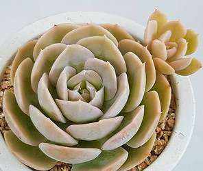 适合庭院种植的树 北方绿化树品种有什么