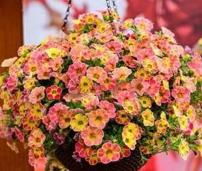 耐寒植物如何过冬是什么顺序 冬天适合种什么植物