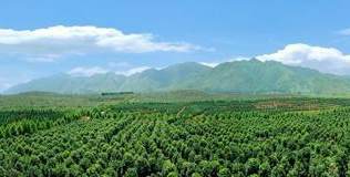仙人掌是属于花类还是树木类 仙人掌是药材吗
