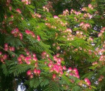 园林景观常用铺装材料有哪些 室外地面铺装材料有哪些