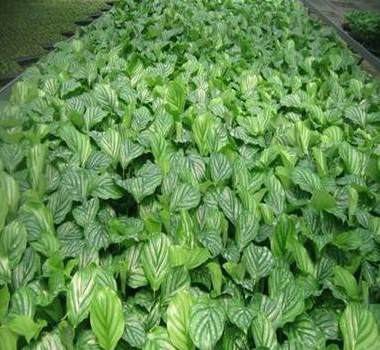 空调房放什么植物好 空调屋可以放植物吗