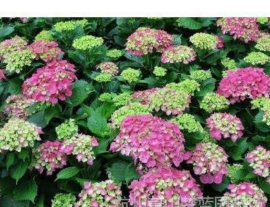 田七怎么种植方法 盆栽田七的用途及养殖方法