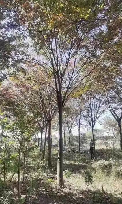 高杆红叶石楠的标准 一平米可以栽植多少红叶石楠