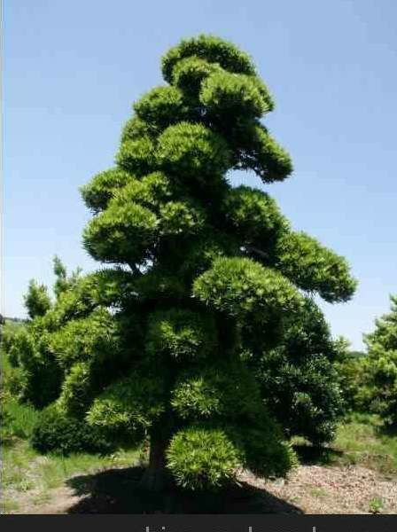 花草牌内容 花卉养护工作具体内容