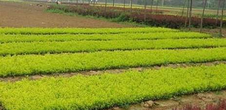 新中式居住区景观设计案例 居住区的功能