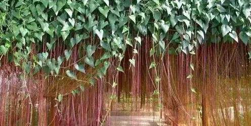 塑石假山每平方价格 福州旧改清单