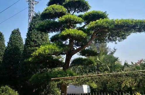 栀子花种子发芽一般需要多久 文竹种子发芽图片