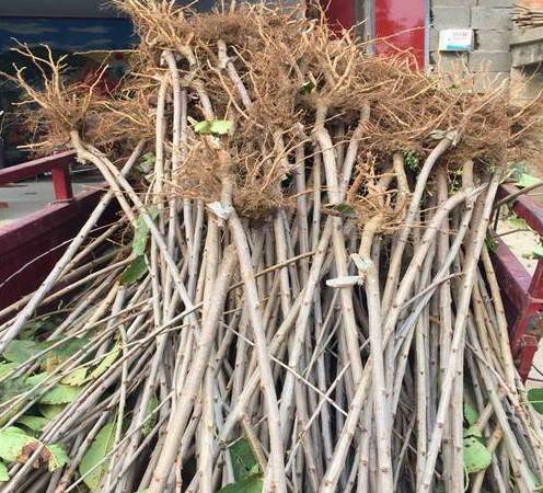 新加坡最繁华的住宅区 新加坡住宅区哪里好