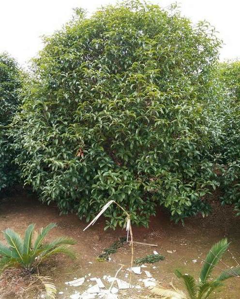 云南最大的苗木基地 云南树多多苗木科技有限公司