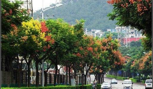 绿色圆叶的是什么花 圆叶牵牛花