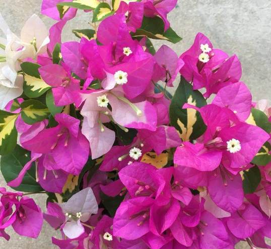 沈阳斗南花卉市场还开吗 斗南花卉市场董事长简介