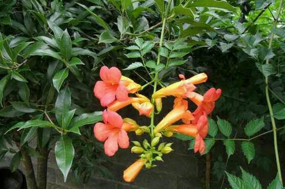粉色茶花都有那些品种 茶花的品种及价格