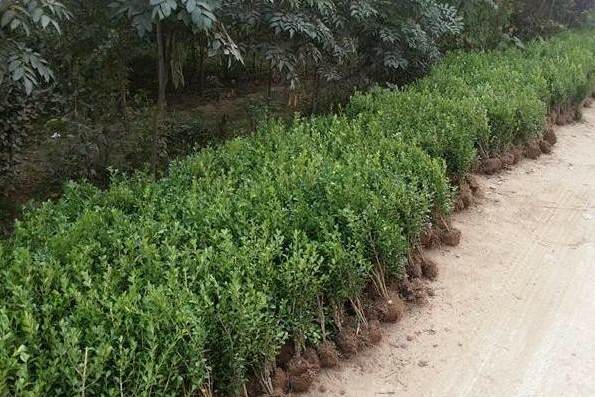 发财树用什么花盆比较好 用什么自制一个大花盆